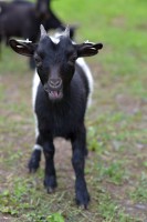 /album/fotogalerie-uvod/dsc-0619-jpg2/